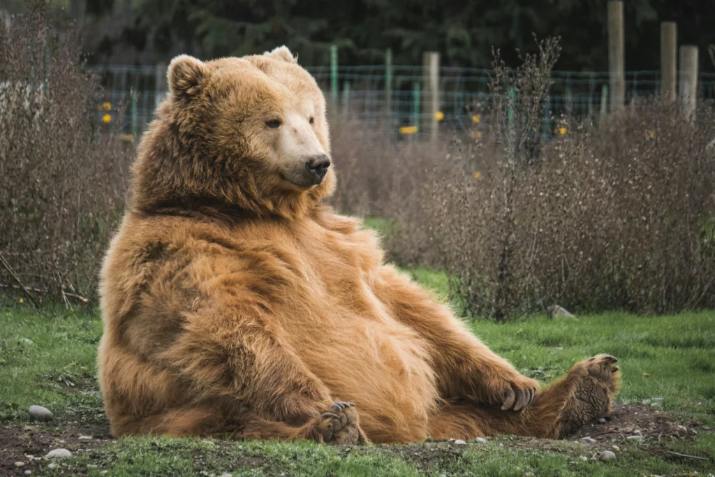 Krafttier Bär