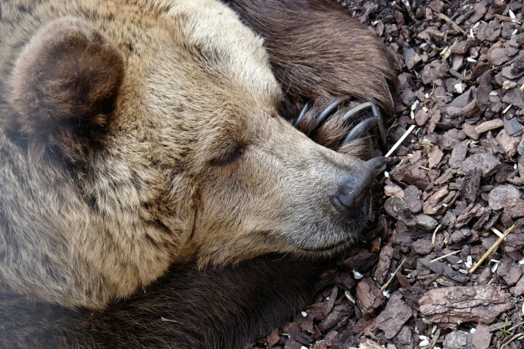 Krafttier Bär