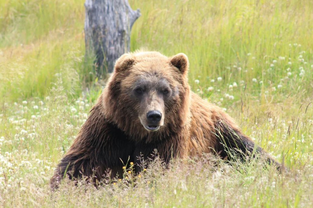 Krafttier Bär