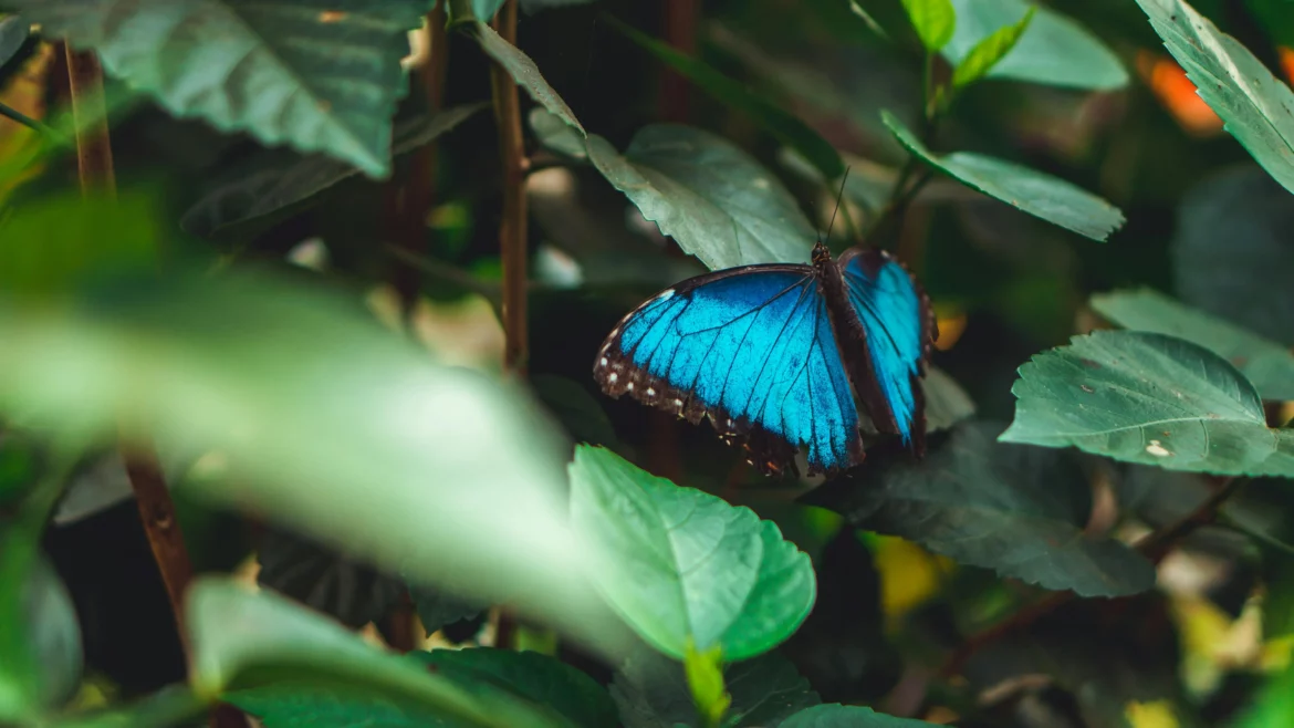 Krafttier blauer Morphofalter-Schmetterling